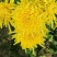菊花种苗金丝黄菊、亳菊、婺源、苏北、杭白、北京菊、贡菊