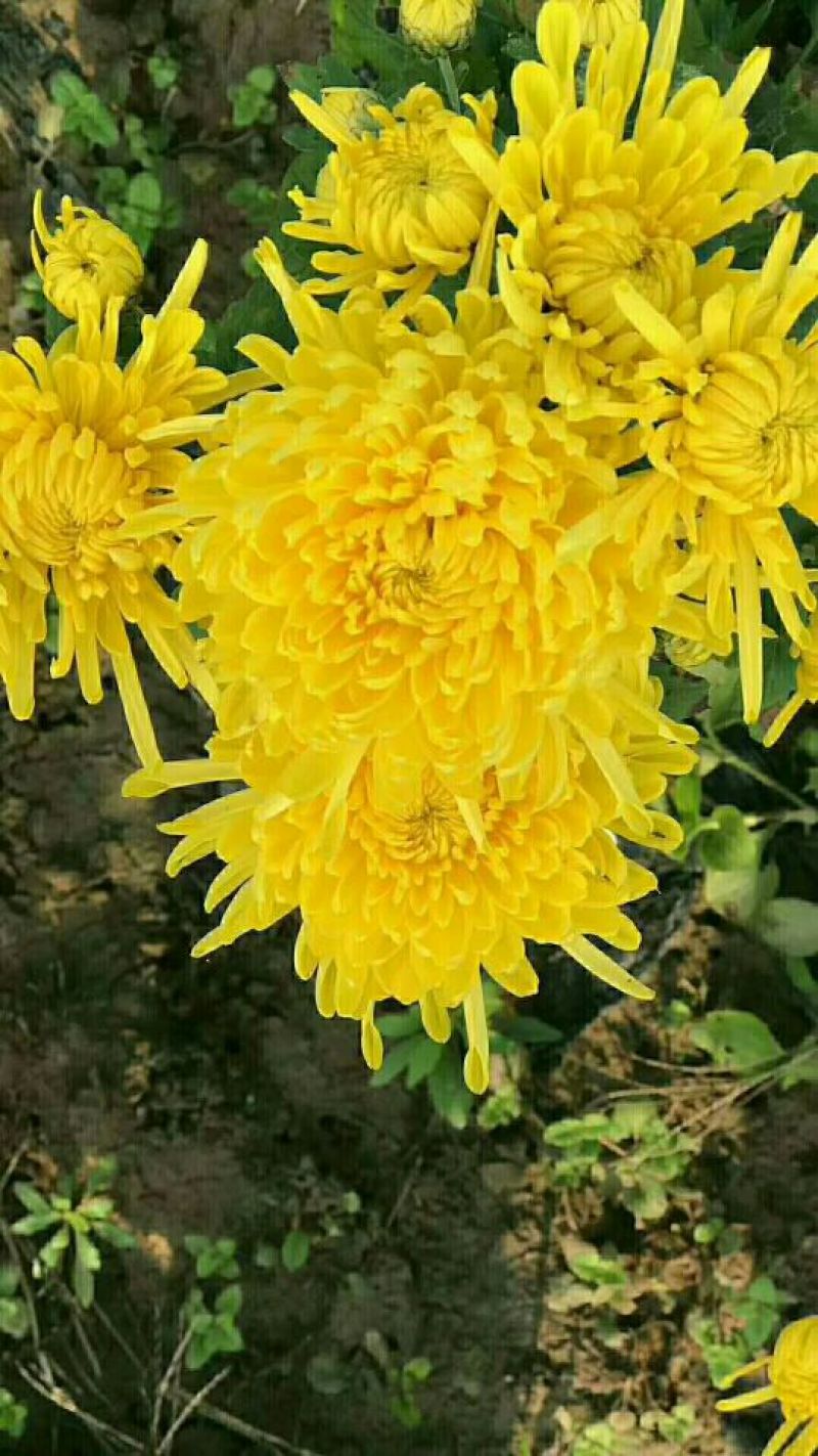 菊花种苗金丝黄菊、亳菊、婺源、苏北、杭白、北京菊、贡菊