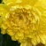 菊花种苗金丝黄菊、亳菊、婺源、苏北、杭白、北京菊、贡菊