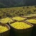 菊花种苗金丝黄菊、亳菊、婺源、苏北、杭白、北京菊、贡菊