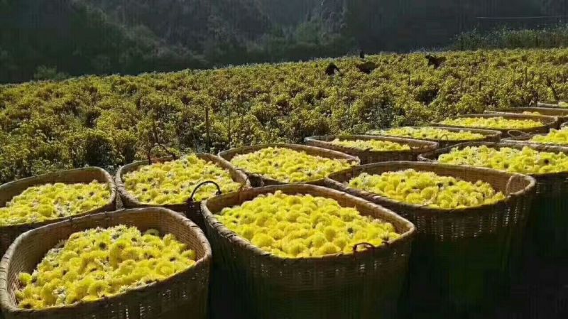 菊花种苗金丝黄菊、亳菊、婺源、苏北、杭白、北京菊、贡菊