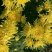 菊花种苗金丝黄菊、亳菊、婺源、苏北、杭白、北京菊、贡菊