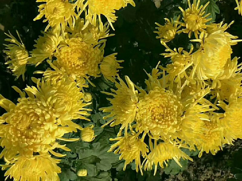 菊花种苗金丝黄菊、亳菊、婺源、苏北、杭白、北京菊、贡菊