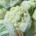 白面青梗松花菜2~3斤散花乳白