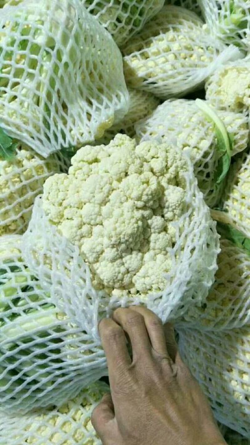 白面青梗松花菜2~3斤散花乳白