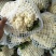 白面青梗松花菜2~3斤散花乳白