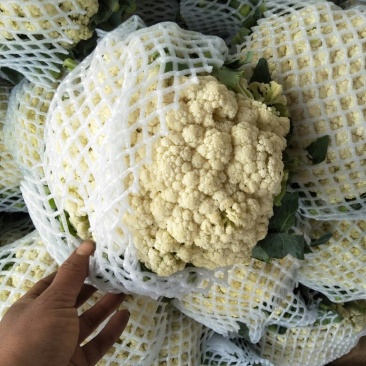 白面青梗松花菜2~3斤散花乳白