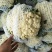 白面青梗松花菜2~3斤散花乳白