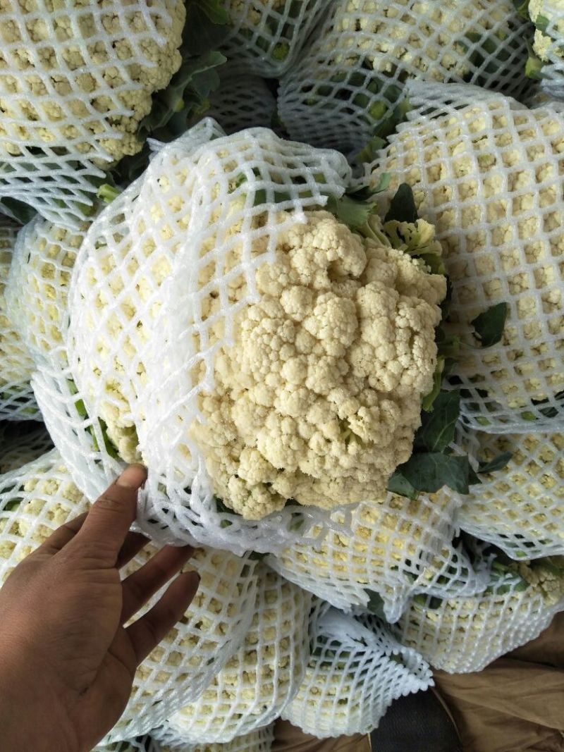白面青梗松花菜2~3斤散花乳白