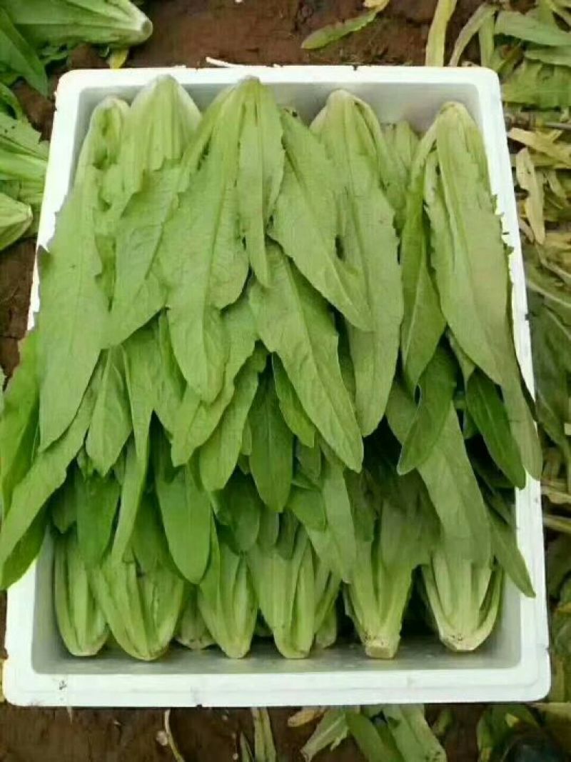 美冠20~25cm以上