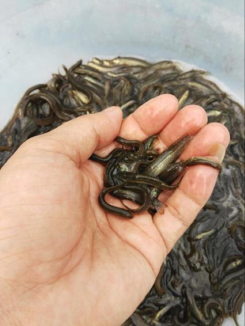 杂交台湾泥鳅苗回收免费规划和传授养殖技术高密度高利润