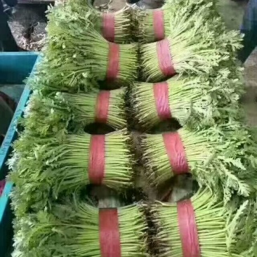 蒿子杆15~20cm