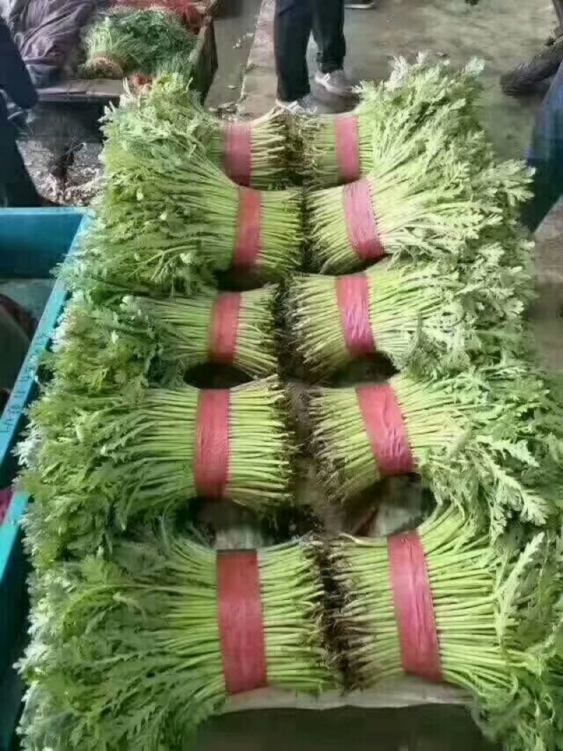 蒿子杆15~20cm
