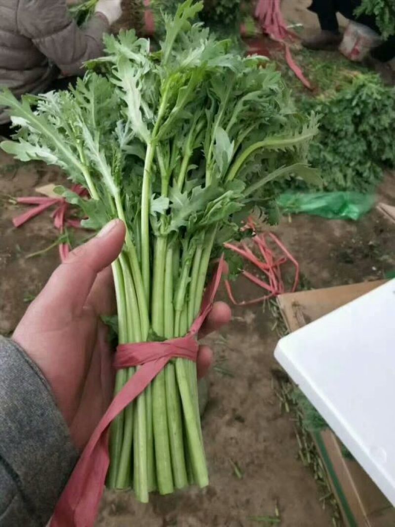 蒿子杆15~20cm