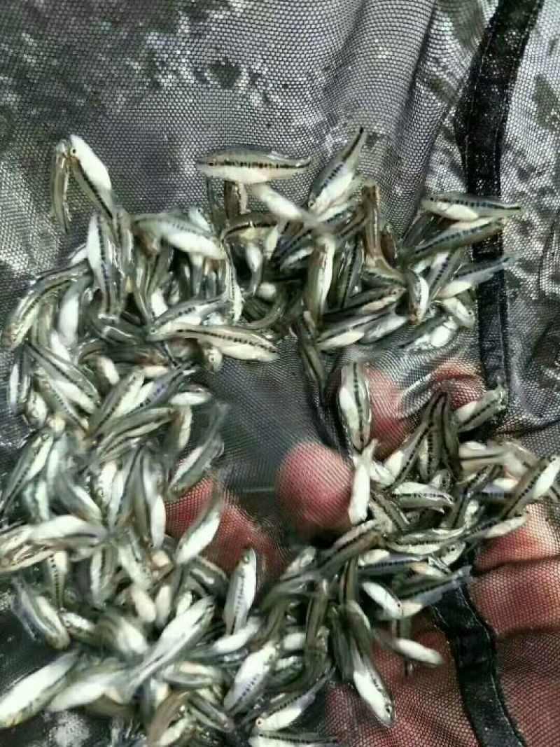 加州鲈鱼苗，加州鲈鱼水花，本公司专业技术指导，全国空运。