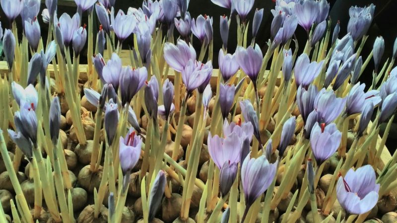 藏红花种球藏红花西红花番红花种球