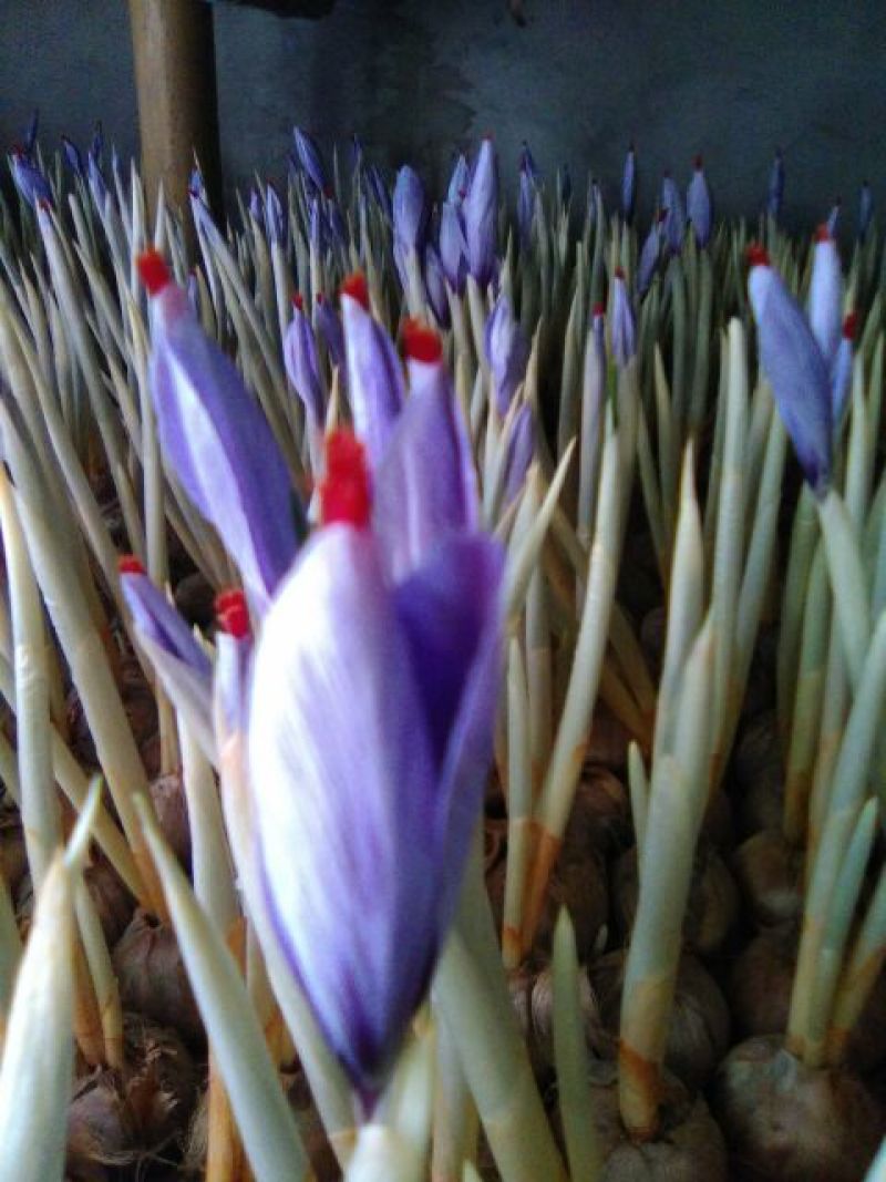 藏红花种球藏红花西红花番红花种球