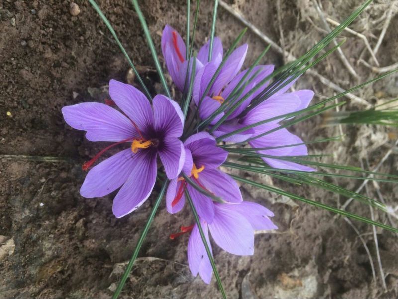 藏红花种球藏红花西红花番红花种球