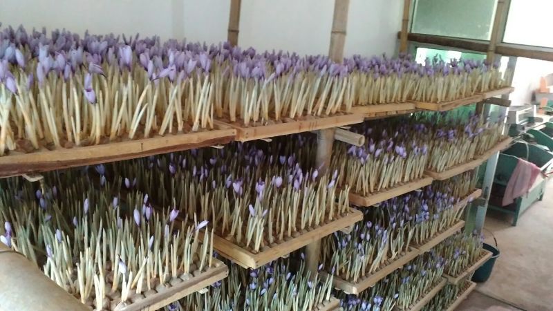 藏红花种球藏红花西红花番红花种球