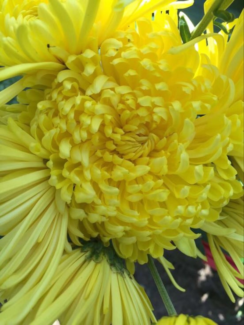菊花苗亳菊杭白菊苏北菊金丝黄菊等大量供应