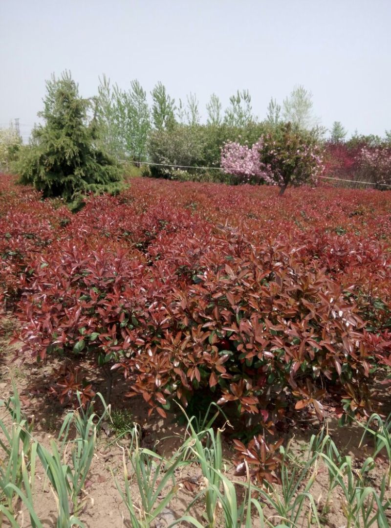 高杆红叶石楠2~4cm4cm以下1.5~2米