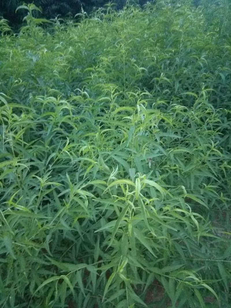 桃树苗桃树芽苗高度10厘米20厘米30厘米高