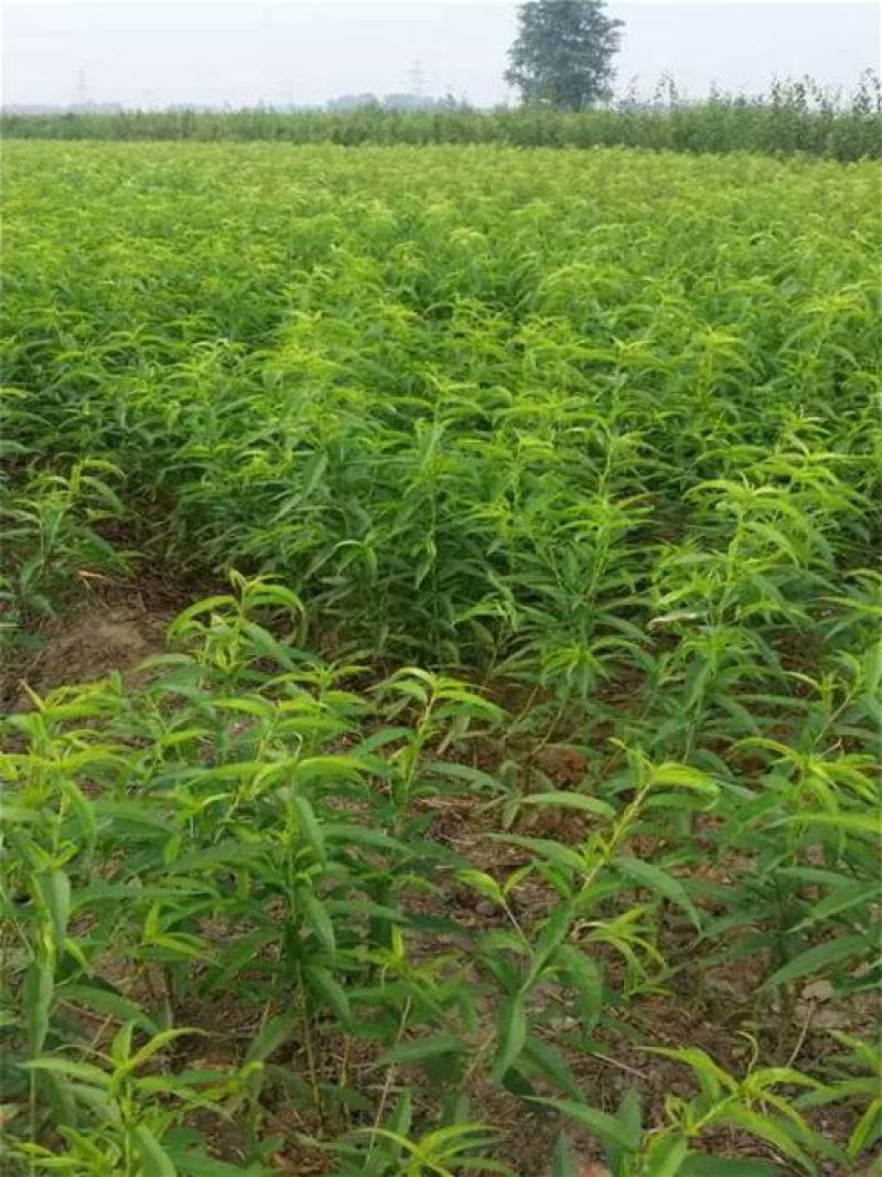 桃树苗桃树芽苗高度10厘米20厘米30厘米高
