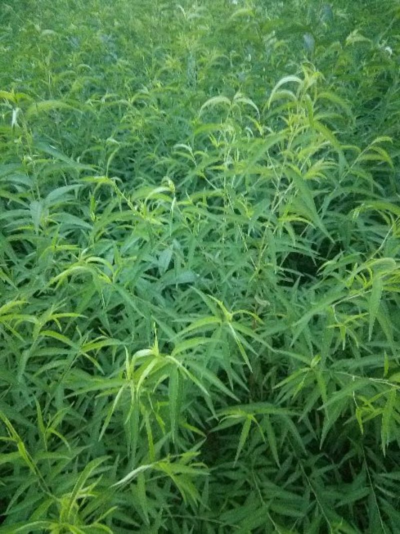 桃树苗桃树芽苗高度10厘米20厘米30厘米高