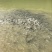 建鲤鱼苗2两