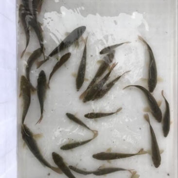 建鲤鱼苗2两