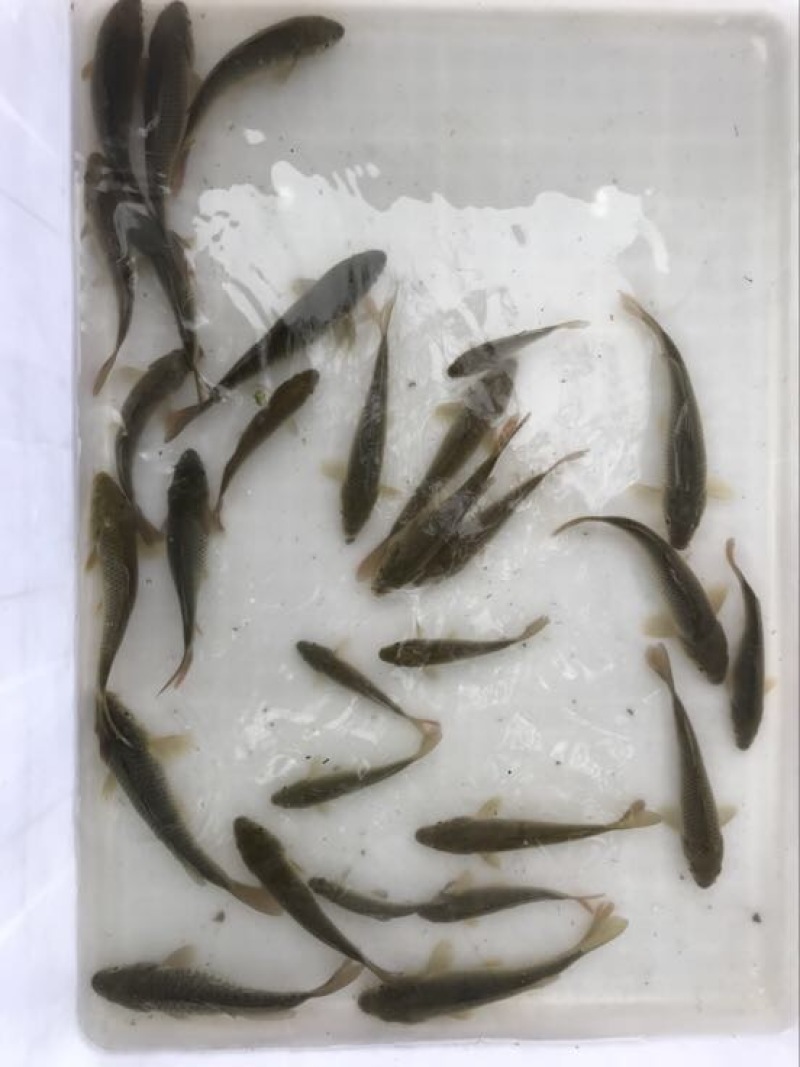 建鲤鱼苗2两