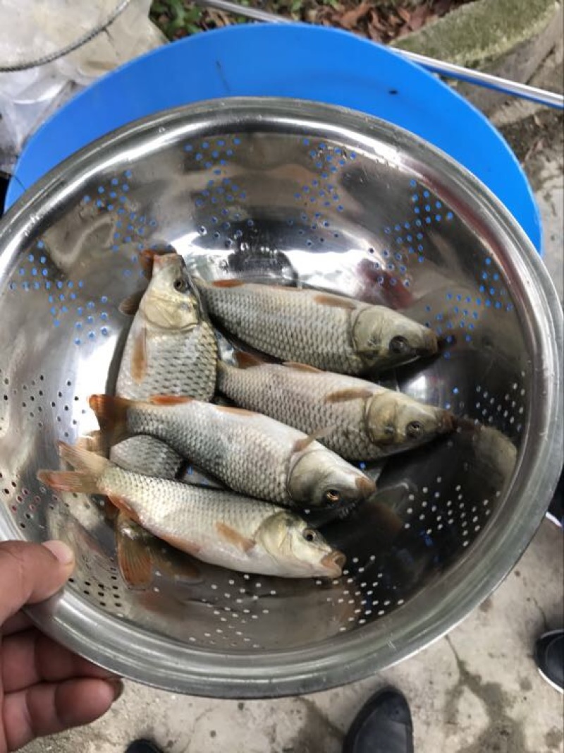 建鲤鱼苗2两