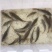 建鲤鱼苗2两