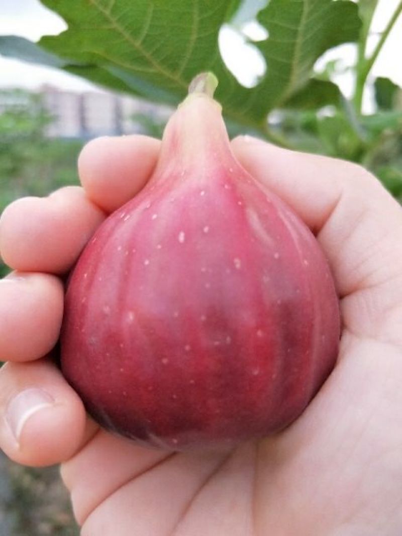 无花果60~70g精品质量包换