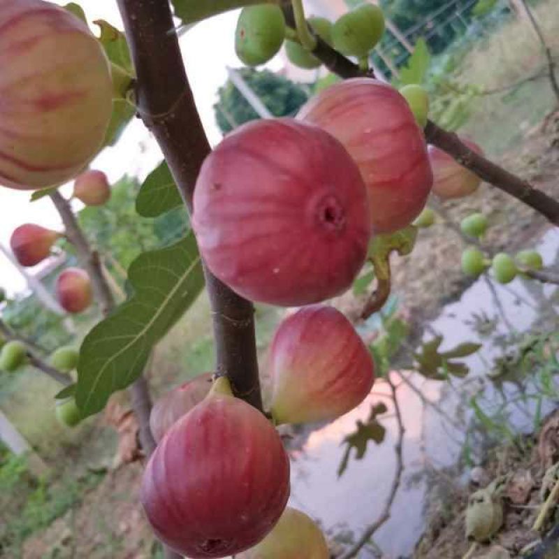 无花果60~70g精品质量包换
