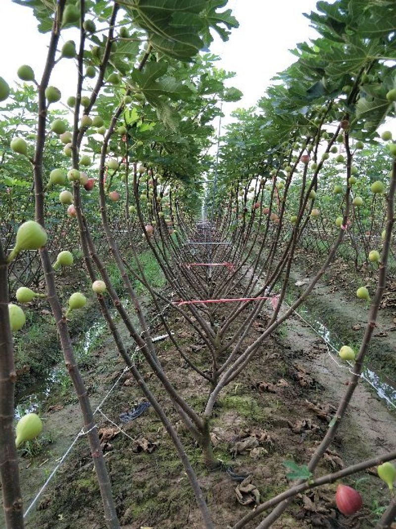 无花果60~70g精品质量包换