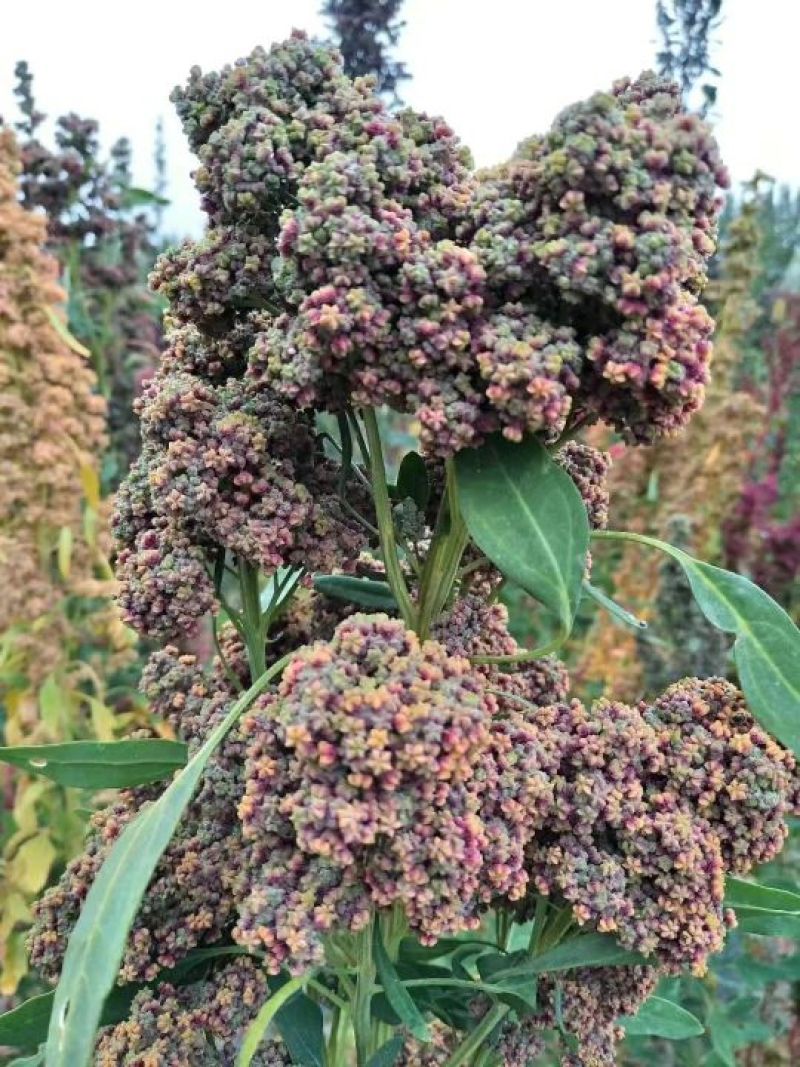 藜麦一级