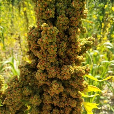 藜麦一级