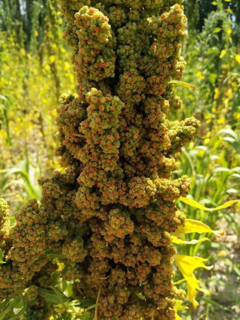 藜麦一级