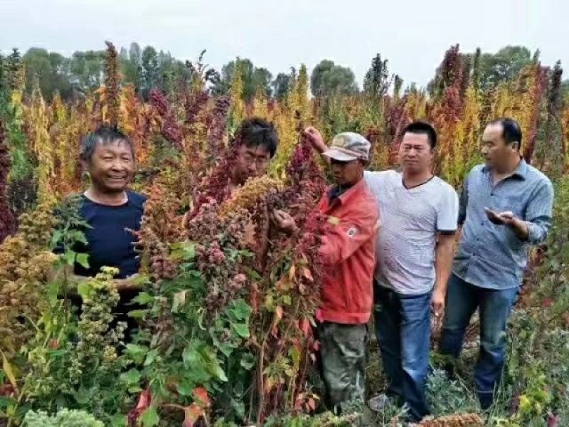 藜麦一级