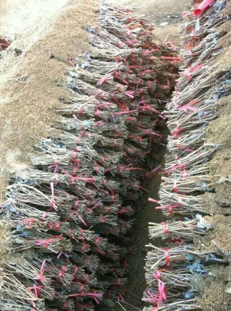 白鸡心葡萄苗，假一赔十(每棵都精心挑选)