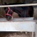 肉马300~400kg