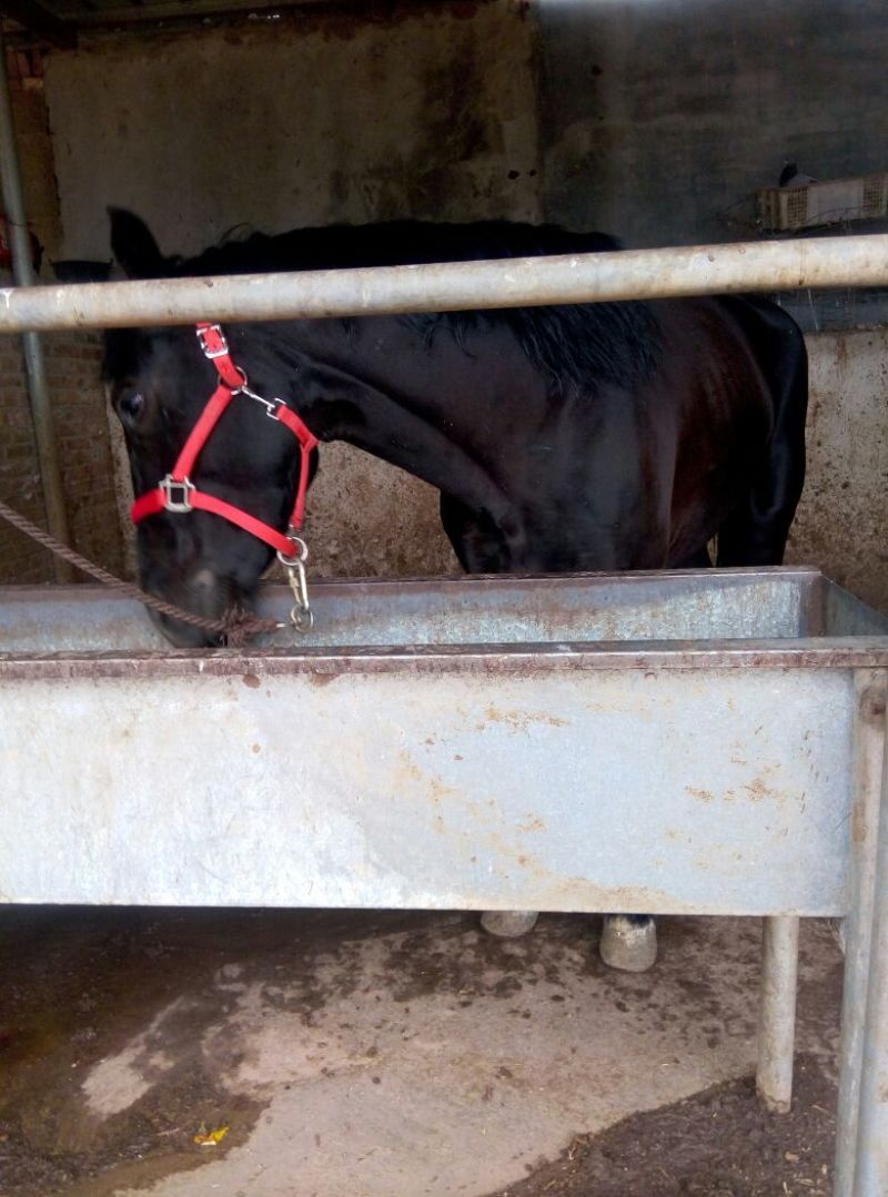 肉马300~400kg