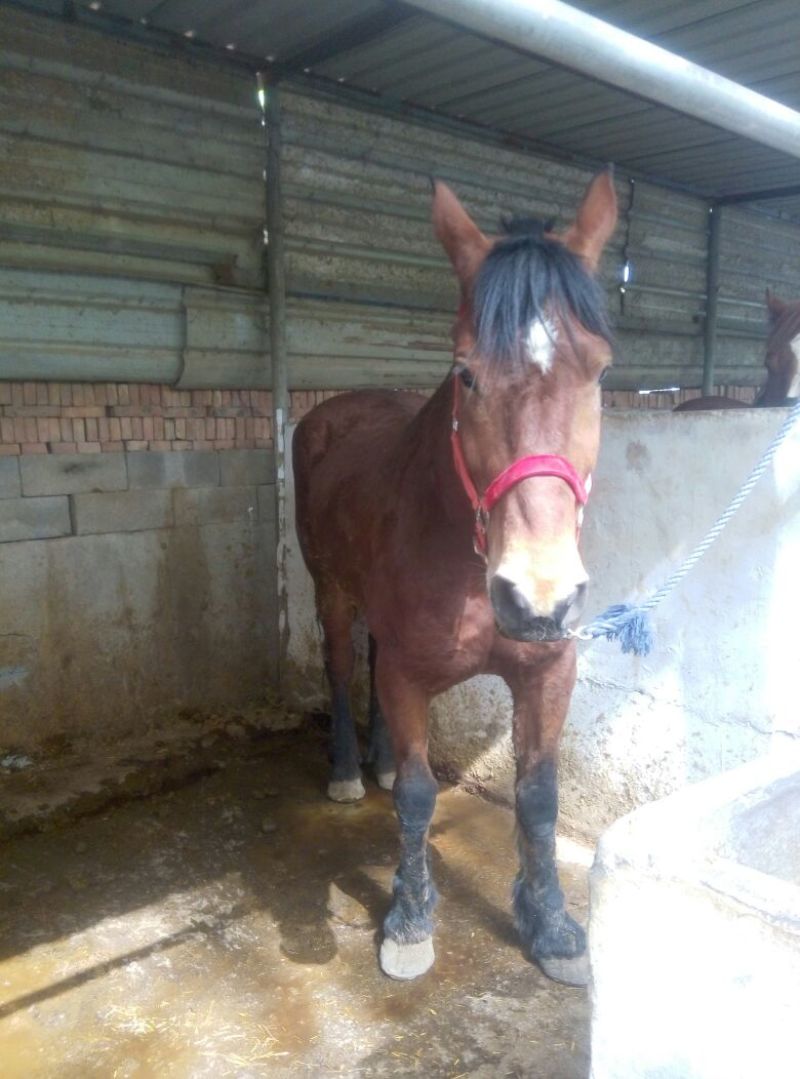 肉马300~400kg