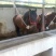 肉马300~400kg