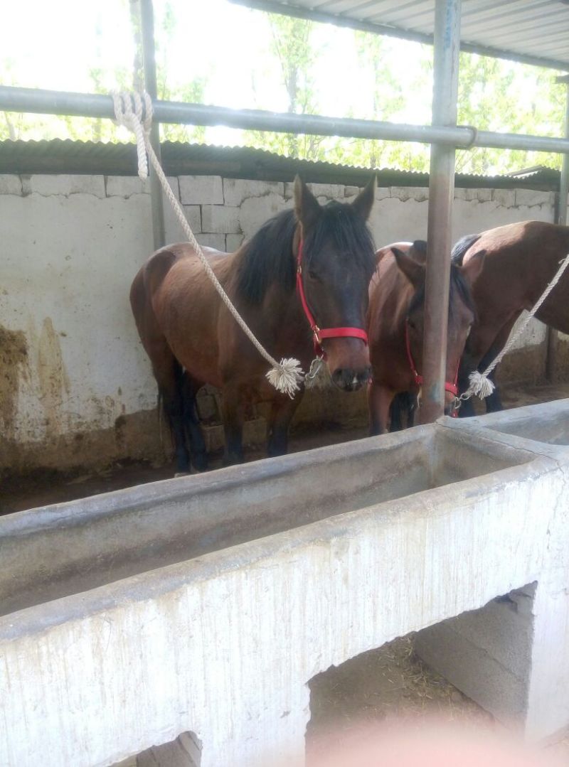 肉马300~400kg