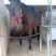 肉马300~400kg