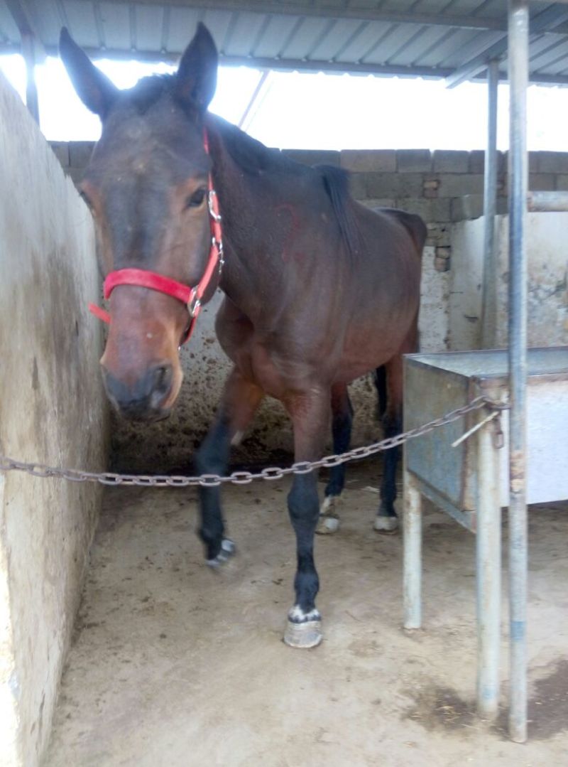 肉马300~400kg
