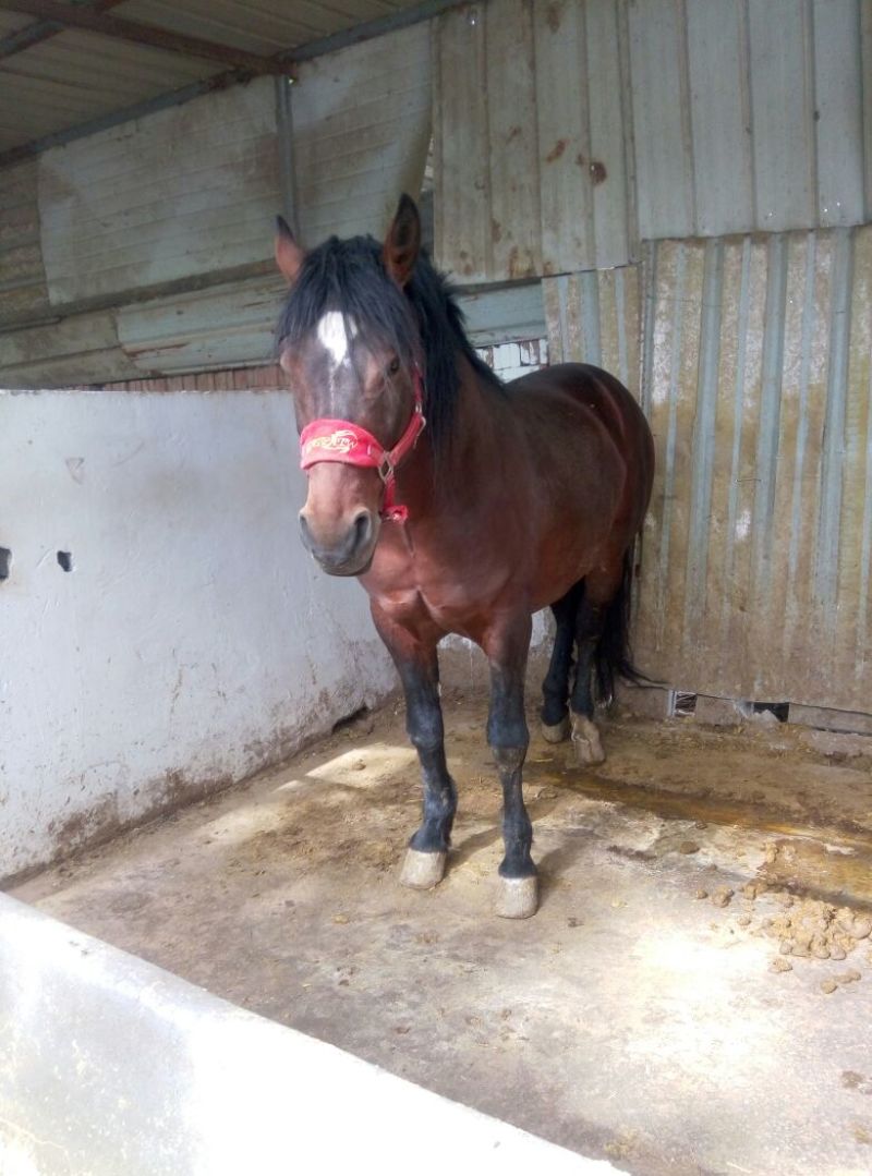 肉马300~400kg