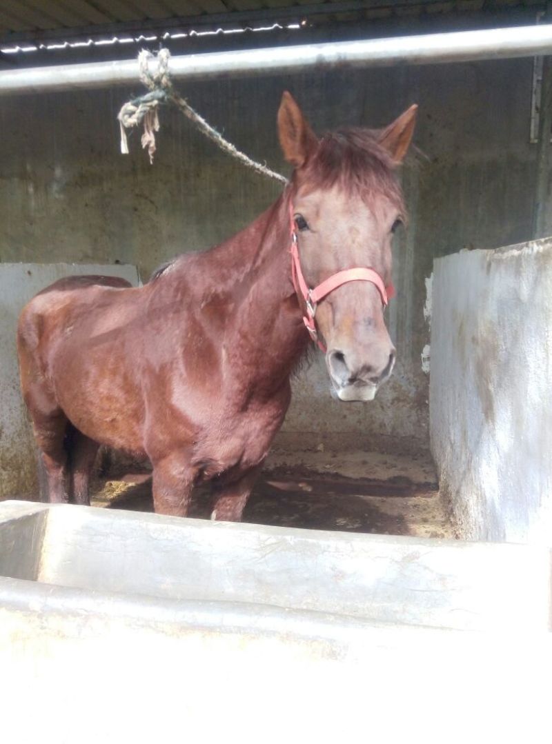 肉马300~400kg